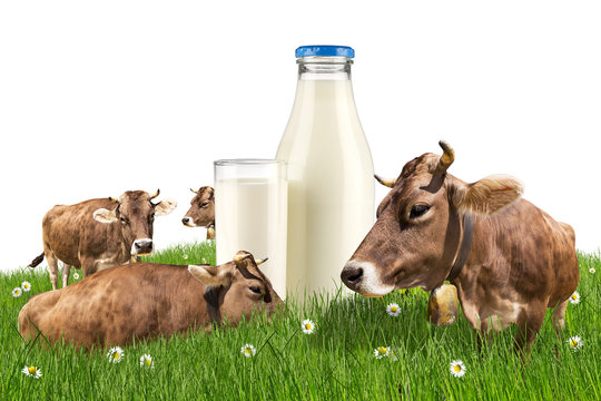 brown cows on meadow with milk bottle and  glass isolated on white background / Kühe auf Wiese Weide mit Milchflasche und Glas isoliert Hintergrund weiß