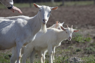 white goat