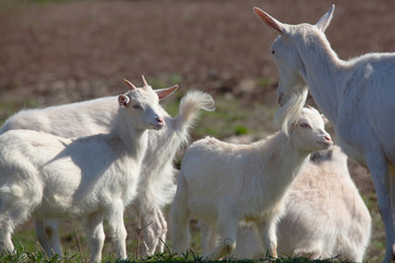 Obraz premium white goat