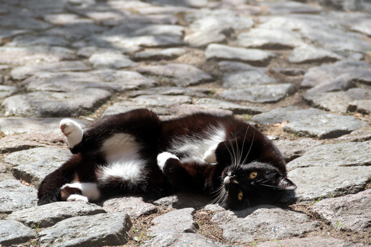 Schwarze Katze rollig, r&auml;kelt sich in der Sonne auf Granit Pflasterstein