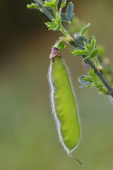 Ginsterschote