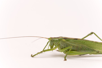 Citrus Locust/ Cotton Locust (Chondracris rosea brunneri) on whi