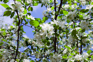 blooming apple tree