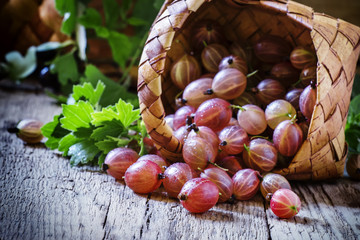 Ripe pink gooseberry, poured out of a wicker basket, vintage woo