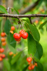 Ripe cherries growing on a tree among green foliage.