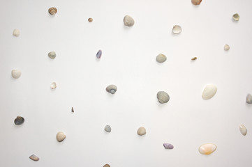 Seashells on a light background, flat lay, top view  