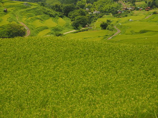 緑の棚田