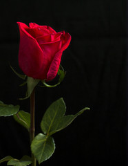 One red rose on black background. - 114520313