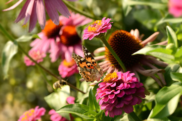 Schmetterling 215