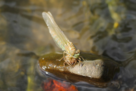 close photo of a dragonfly sitting on the stone in the water