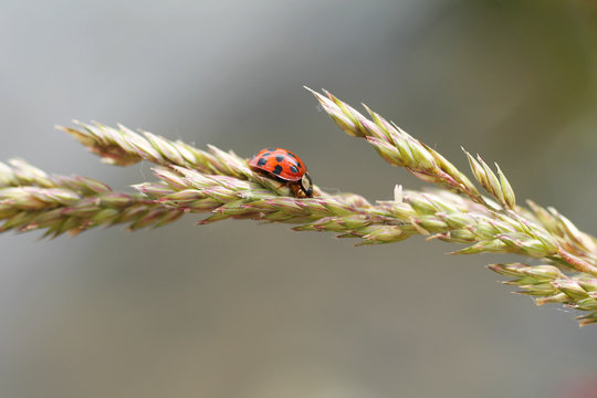 close photo of red ladybug on the grass