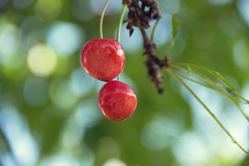 Red Cherry and Sun Rays Coming Through