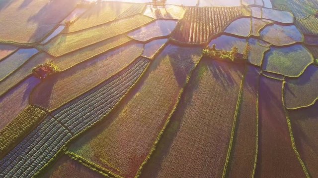 Rice fields on terraced in surice, China. Aerial view