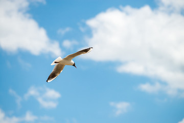 seagull flies against the blue sky. Horizontal orientation with