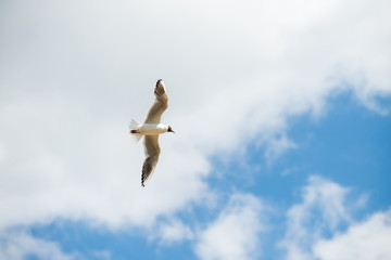 seagull flies against the blue sky. Horizontal orientation with