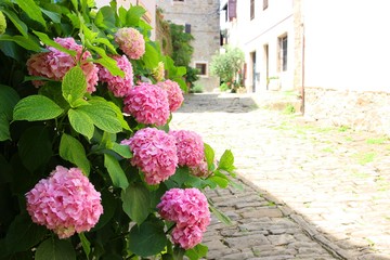 Flowers on the street in Groznjan, town of artists in Istria, Croatia