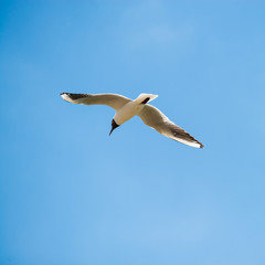 seagull flies against the sky