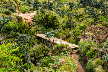 Lonely brigde in Horton plains, Sri Lanka
