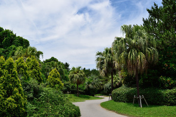 Fototapeta na wymiar 夏の緑映える公園