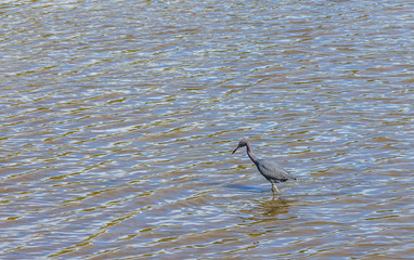 Garça Azul. (Egretta caerulea)