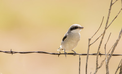Fledgling Loggerhead Shrike (Lanius ludovicianus) on a Barbed Wire Fence on the Plains of Colorado