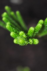 Green pine buds