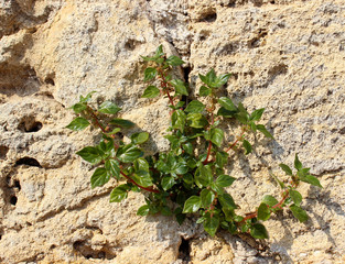 Plant growing from the rock