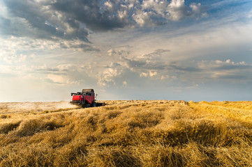 Obraz premium Harvesting of soy bean field