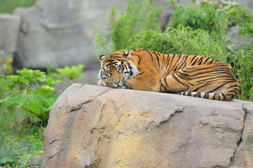 Sumatran tiger resting on rocky outcrop.