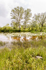 Reeds and Water Lilies in the River