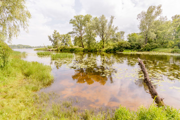 Reeds and Water Lilies in the River