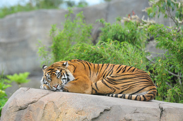 Beautiful Sumatran Tiger looking at camera whilst resting on rocks 