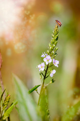 Purple Loosestrife Beetle on a Water Speedwell Flower