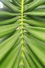Parallel green palm leaf