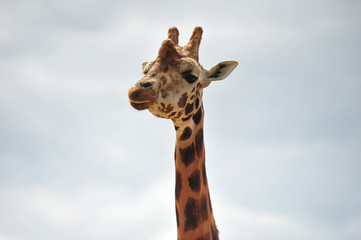 Naklejka premium Head shot of Rothschild Giraffe against sky.