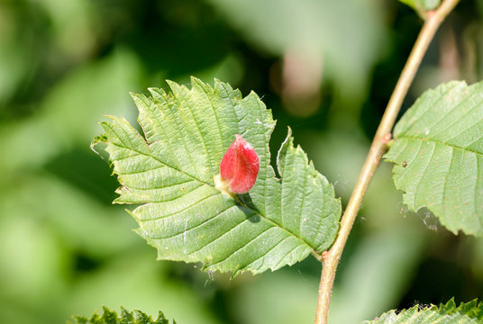 Tetraneura Caerulescens on an Elm