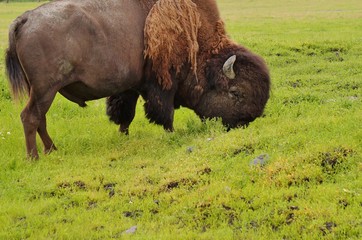 A wood bison (Bison Athabascae) in Alaska