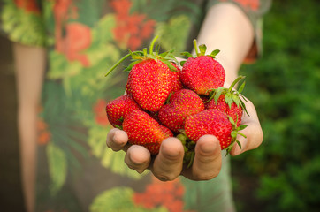 Summer berries topic: man holding hands with ripe red garden strawberry on a green background