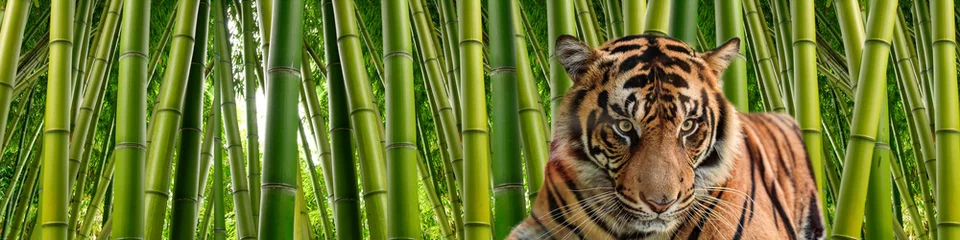 Crédence en verre imprimé Tigre Un tigre dans de hautes tiges de bambou vert dense dans un décor de jungle.