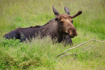 Naklejka na ściany i meble A young moose in the grass in Alaska