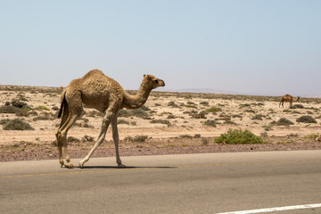 camels