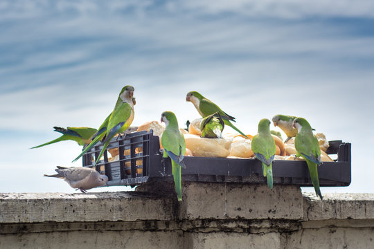 Almuerzo de Loros, invitada especial La Paloma