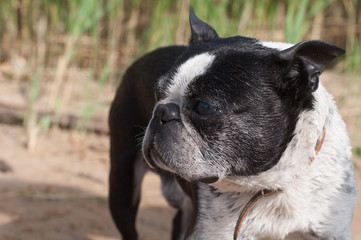 Boston Terrier dog on the beach