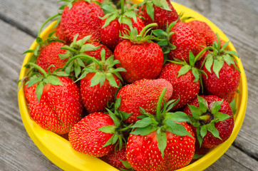 Summer berries topic: Ripe red strawberries lying in a yellow plate on a pile of gray wooden table in the garden, view from above