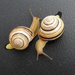 большая улитка с обручальным кольцом на черном фоне