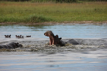 Wild Africa Botswana savannah African Hippo animal mammal