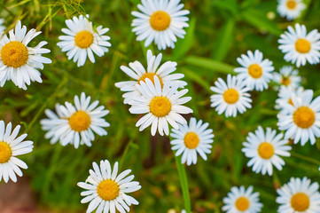 Fototapeta premium Daisy flowers