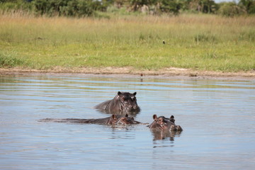Wild Africa Botswana savannah African Hippo animal mammal