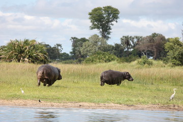 Naklejka na ściany i meble Wild Africa Botswana savannah African Hippo animal mammal