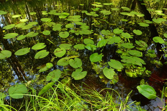 Summer forest river in thickets of water lilies